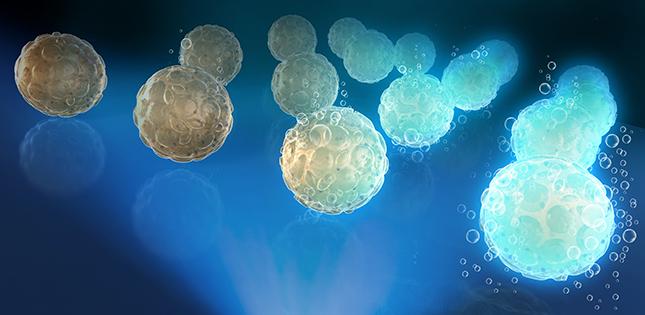 Novel Imaging Method to Visualize Respiratory Activity of 3D Tissue Models