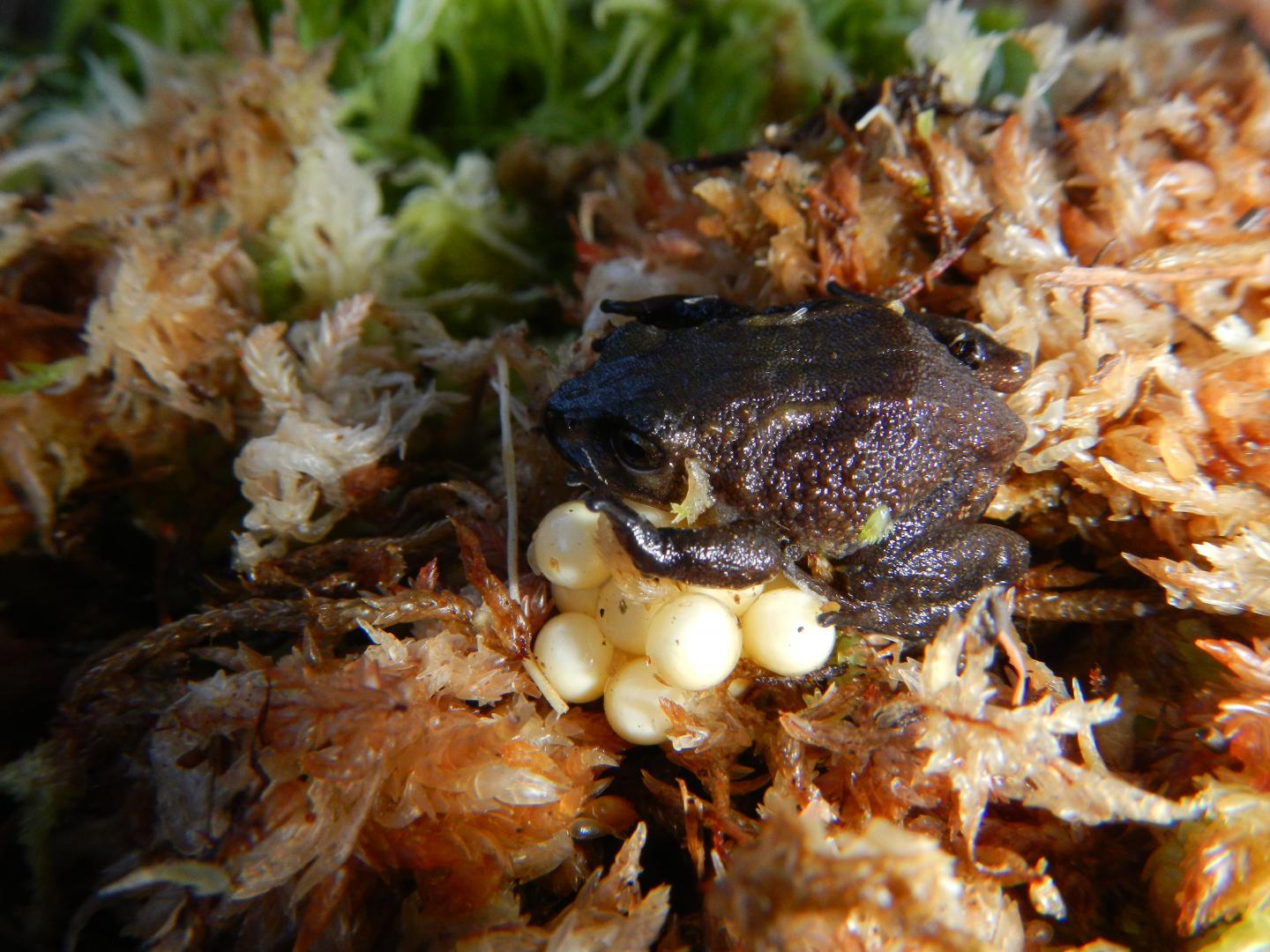 Female Attenborough's Rubber Frog Guarding Eggs in a Moss Pad
