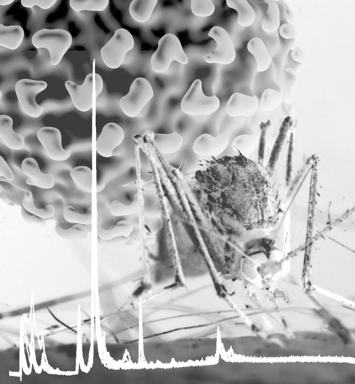 <i>Aedes aegypti</i> Mosquito