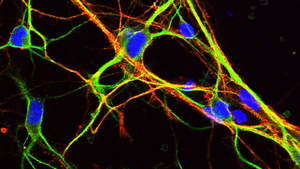 Nerve cell development