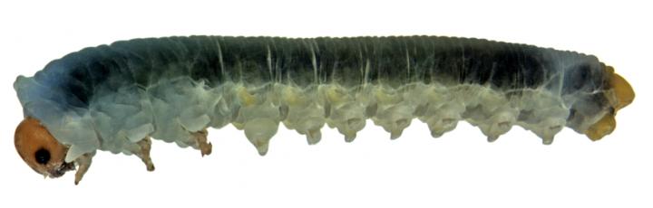 <i>Xenapates braunsi</i> Larva