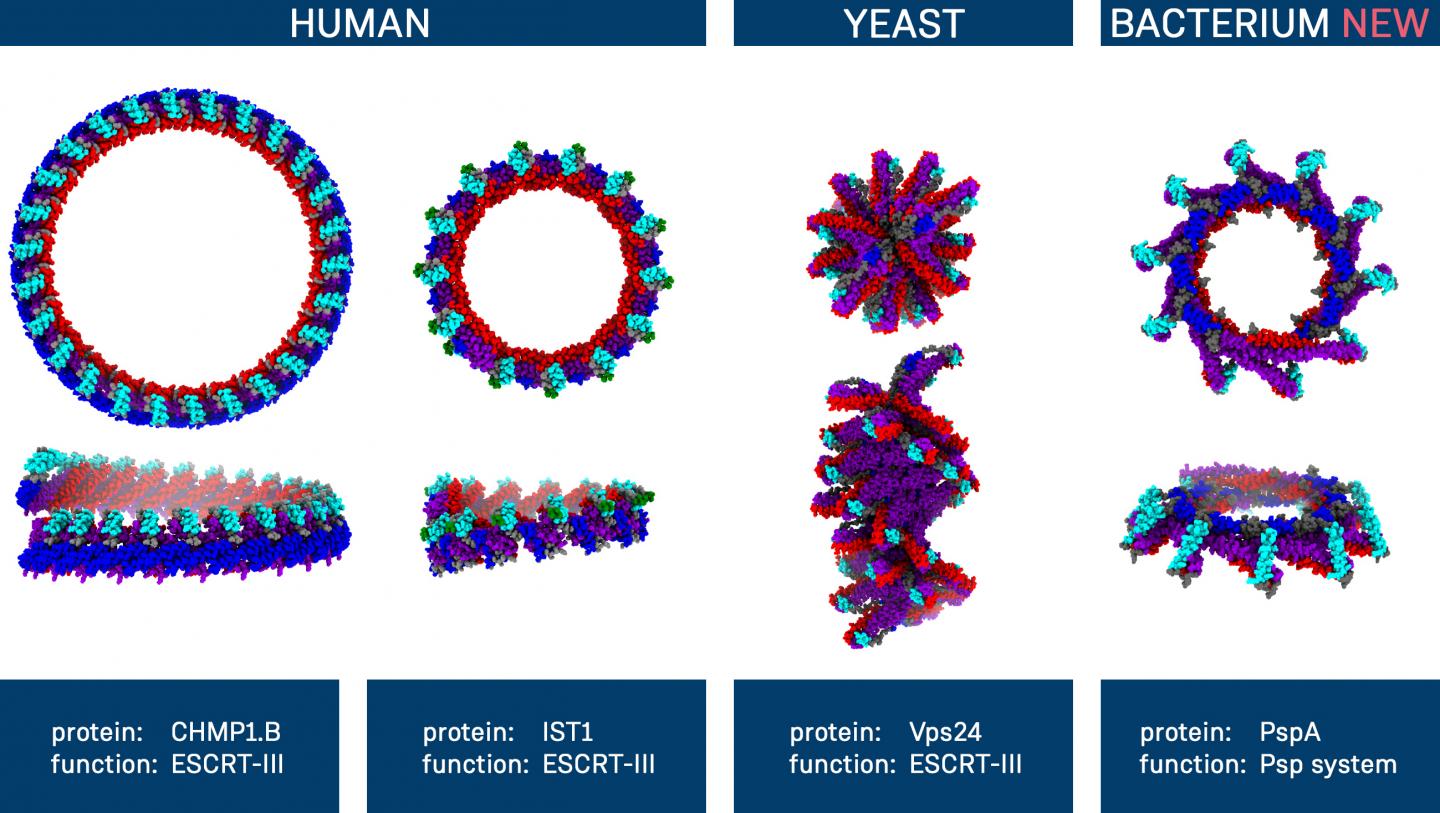 Structural Similarities between Different Membrane Proteins