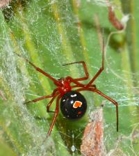 The Red Widow Spider
