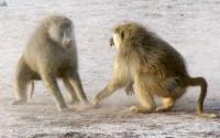 Two Adult Male Baboons Fighting