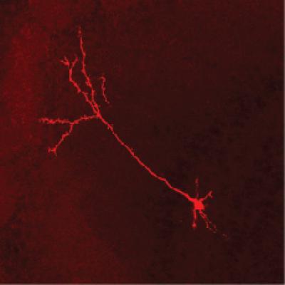 A First Glimpse at a Neural Circuit that Allows Experience to Shape Sensory Perception