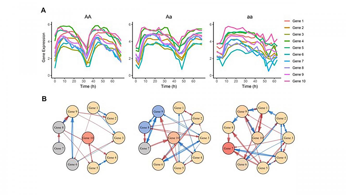 Illustration of gene network that controls circadian rhythms