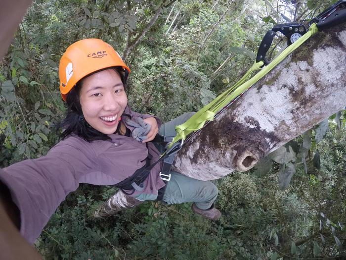 Ecologist Alison Ke high up in tree in Ecuador