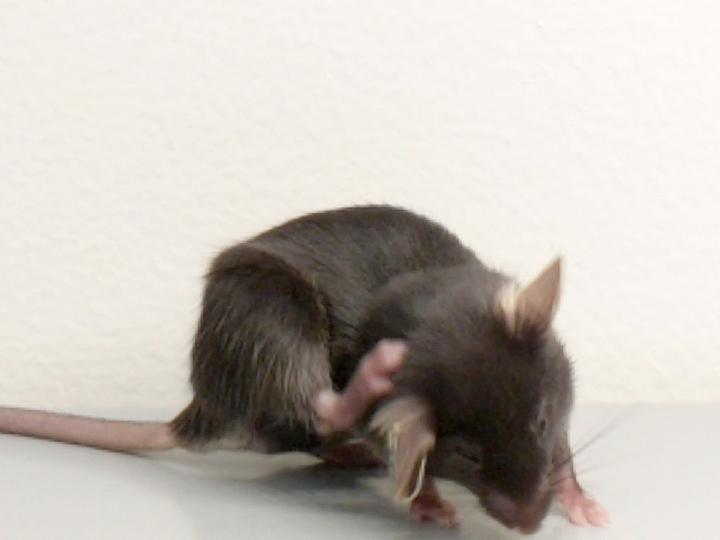 scratching-an-itch-in-mice-with-new-small-mol-eurekalert