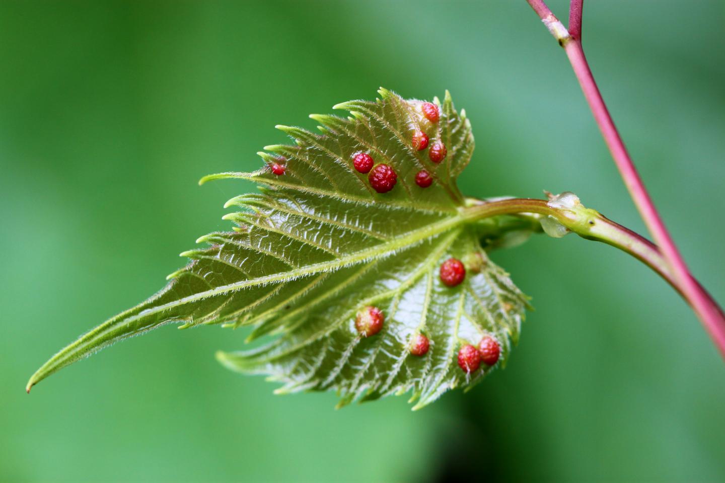 Phylloxera Galls