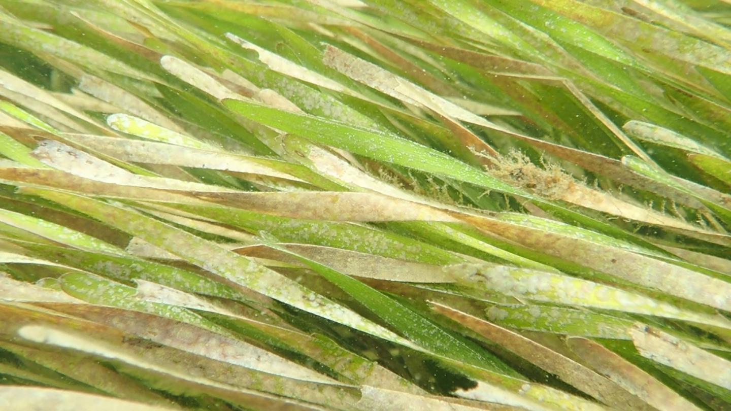 Seagrass Meadows Have Deep Historical Roots