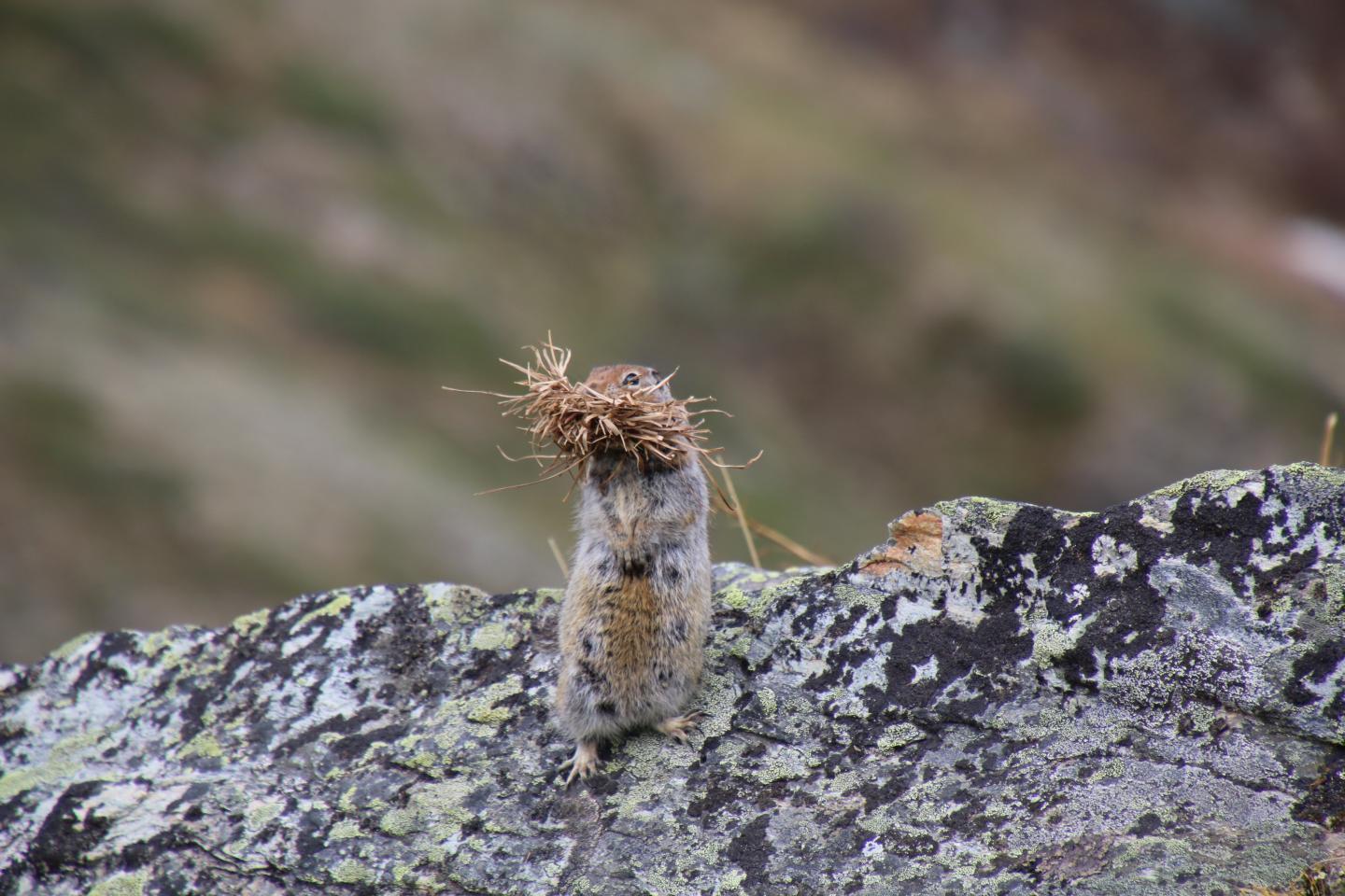 Arctic ground squirrel