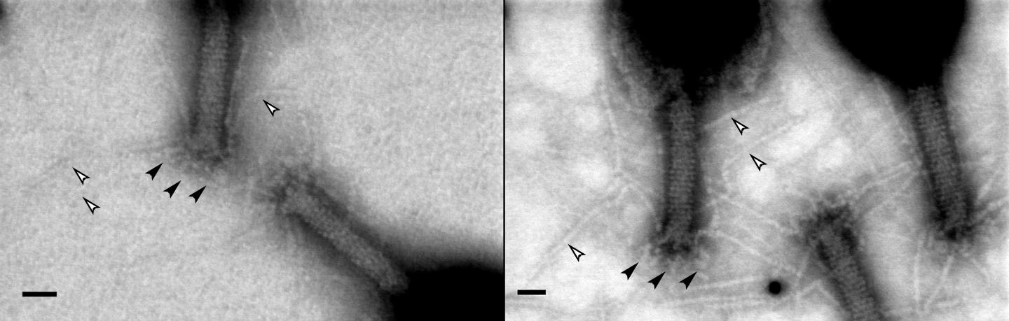Using a Graphene Film Provides a Much High Contrast Revealing Details