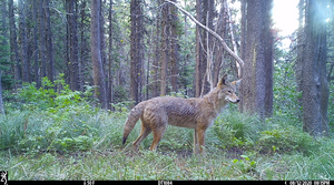 Cameratrap2