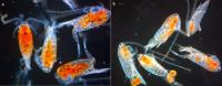 Simoncouche Copepods in Winter and Summer