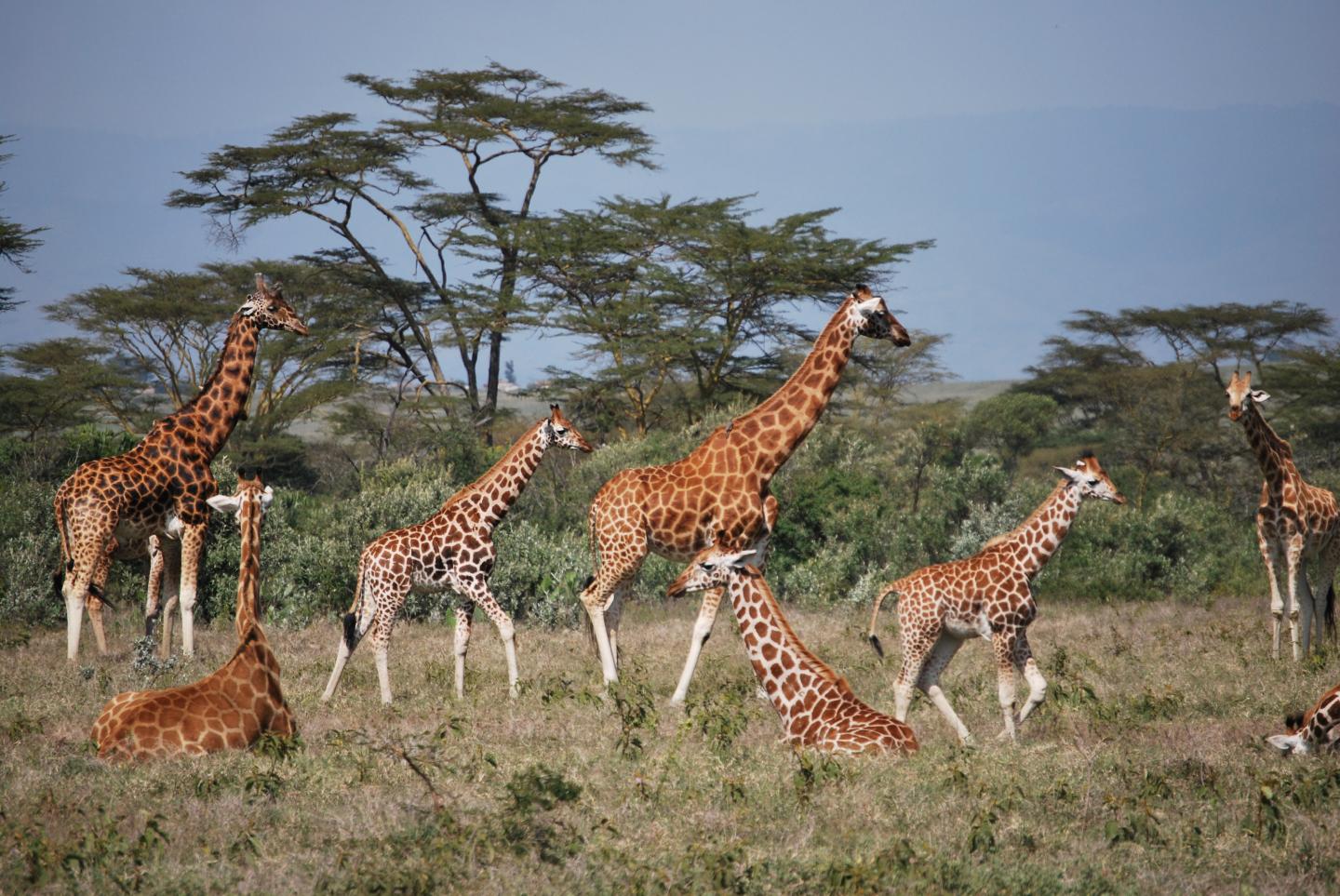 Giraffes in Kenya