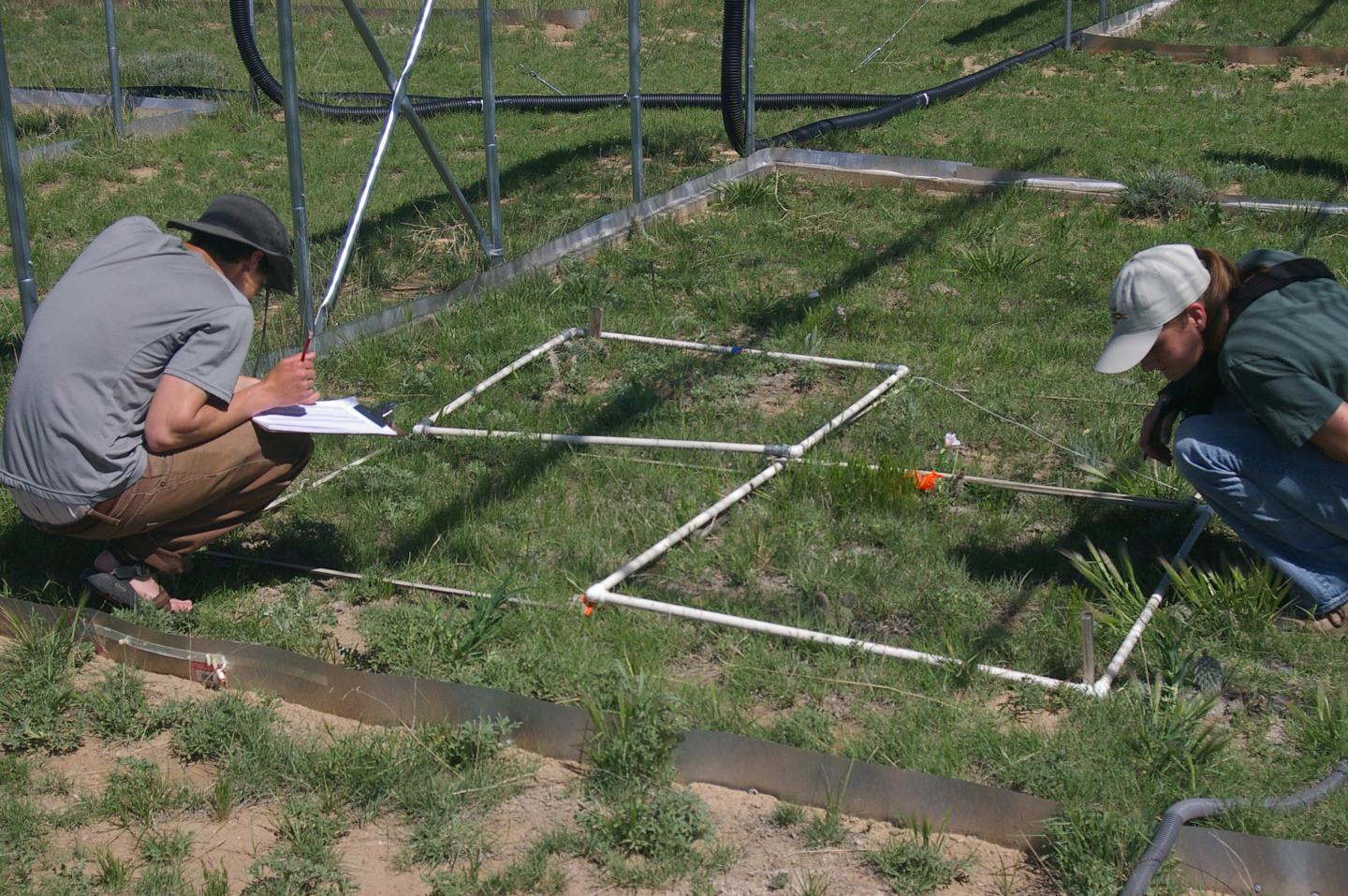 Researchers record plant species