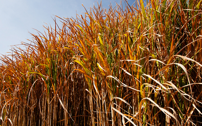 Miscanthus field