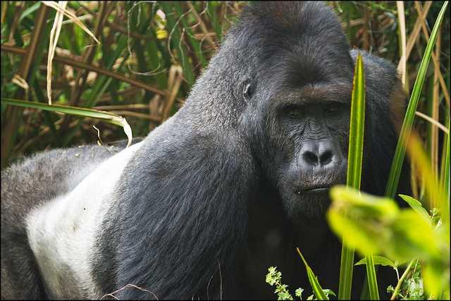 Population Analysis Suggests Grauer's Gorilla Is Critically Endangered