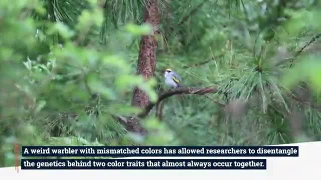 Mismatched warbler video