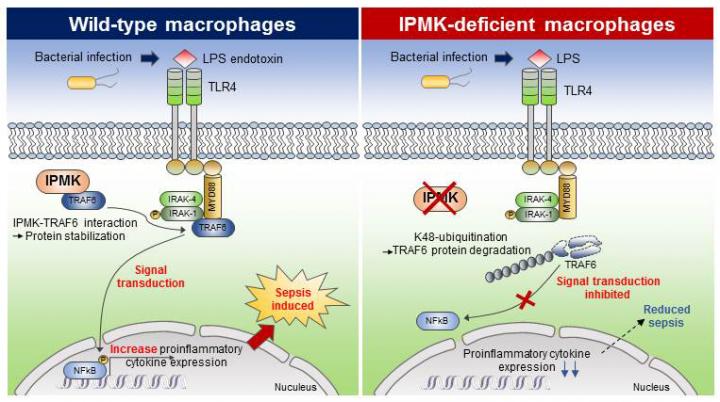 Figure Deletion of IPMK