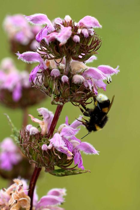 The presence of cultural values can support the preservation of rare steppe specialist plant species