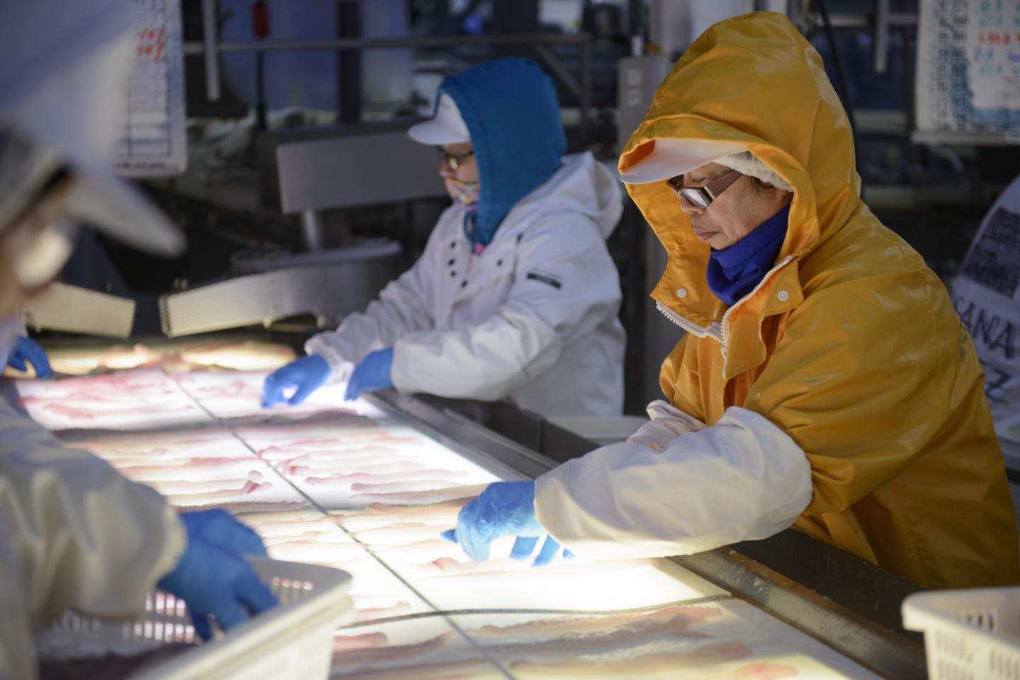 MSC Certified Alaska Pollock Is Checked and Processed