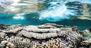 Quantifying future impacts on coral reefs