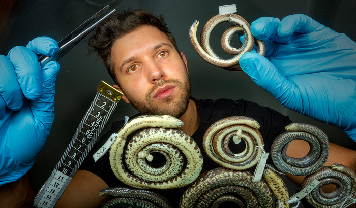 Alejandro Arteaga examines the holotype of Atractus discovery