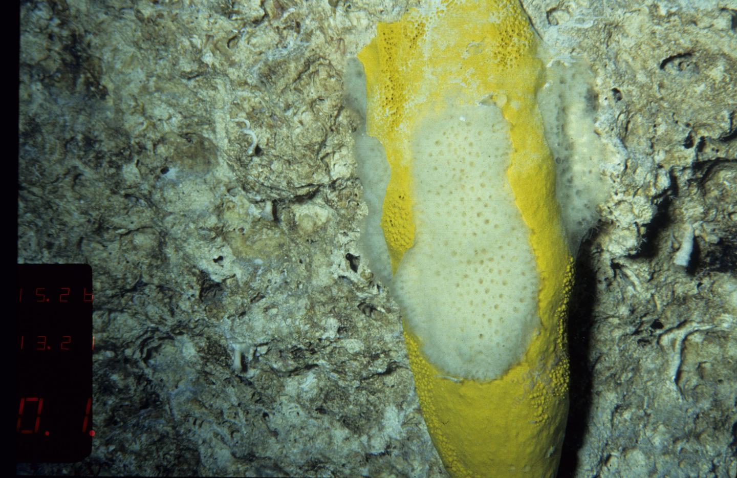 Deep-water Marine Sponge