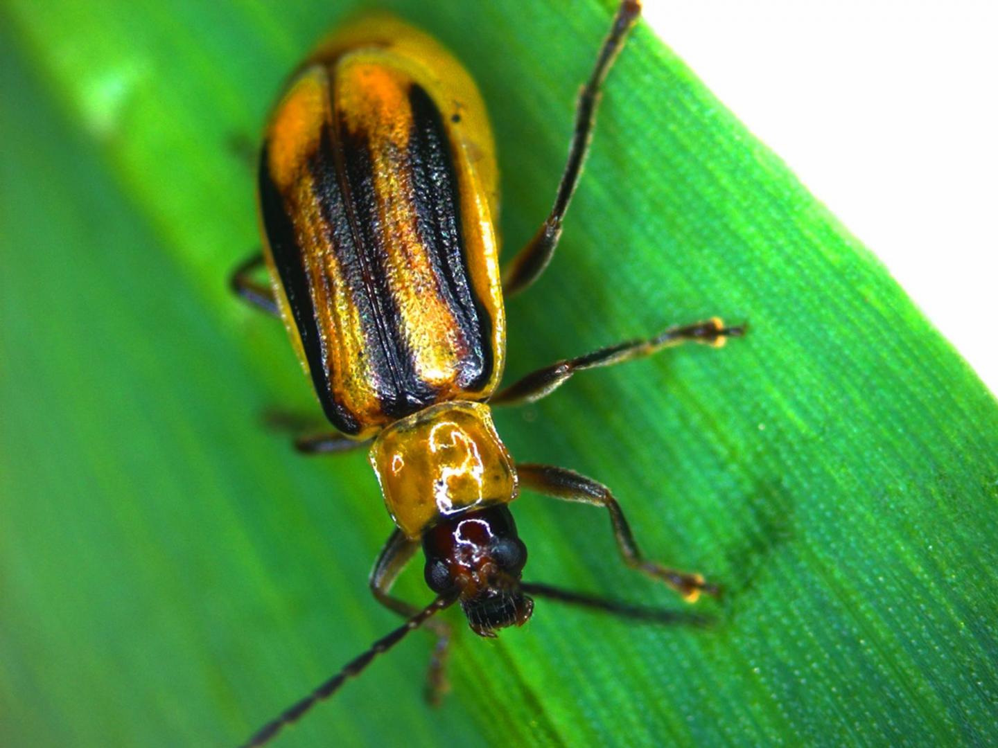 Diabrotica virgifera virgifera