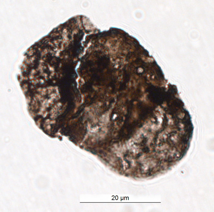 Alisporites tenuicorpus the pollen grain used in this work