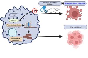 Mechanism of BRAF Inhibitor Resistance