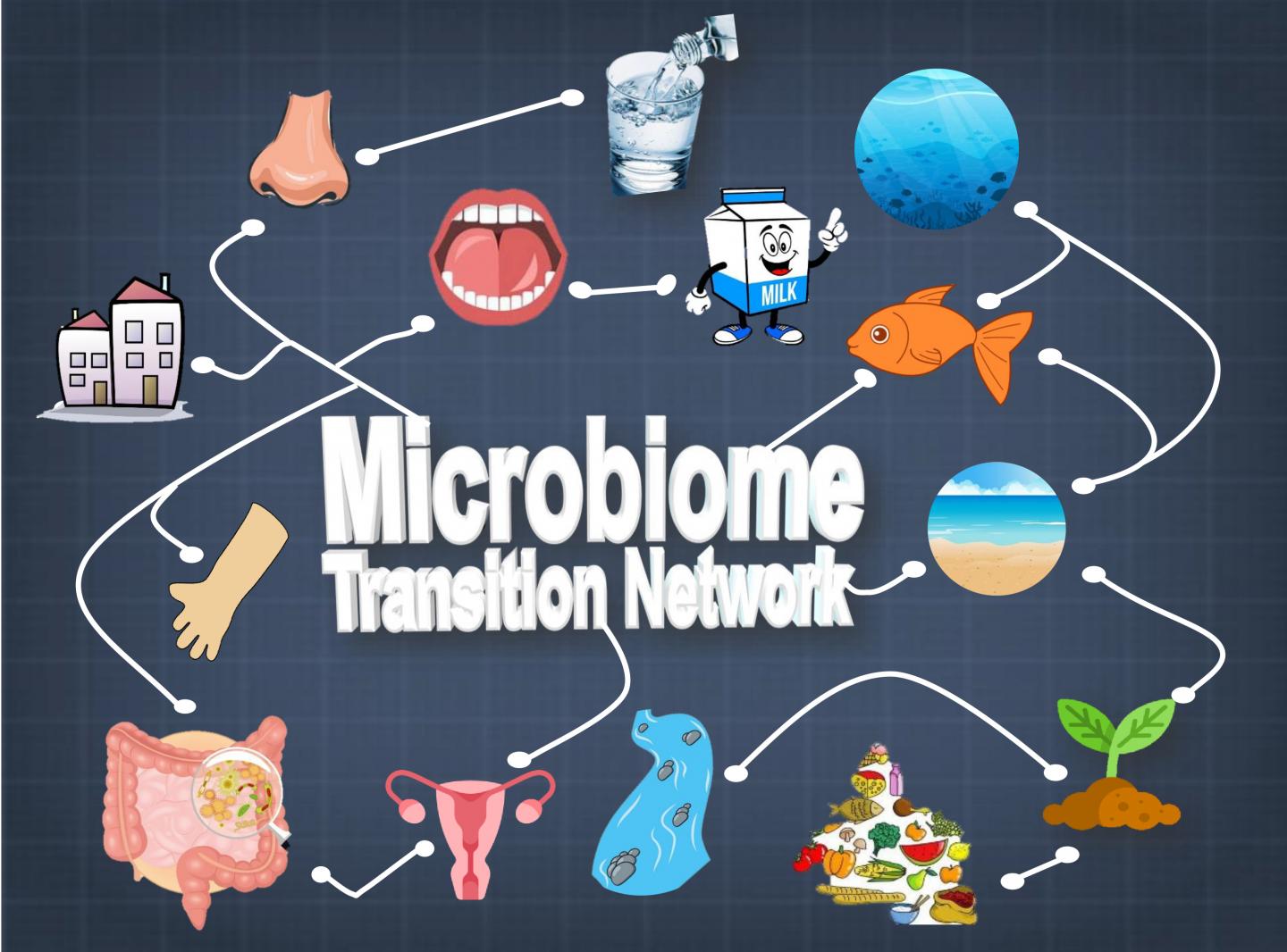 A global "microbiome transition network" (MTN)