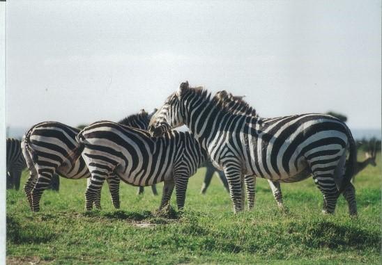 Experimental evidence that stripes do not cool zebras