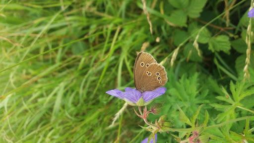 Ringlet Butterfly