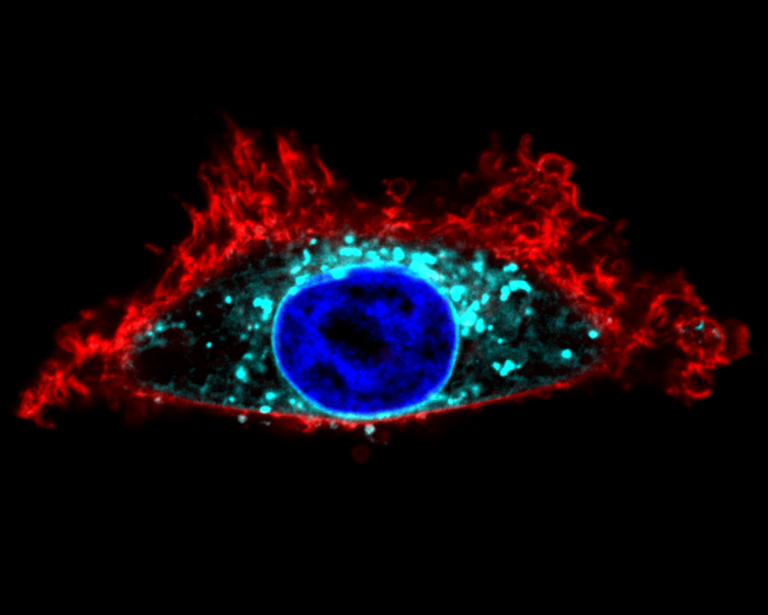 Palmitoylation, a new target for anti-cancer drugs