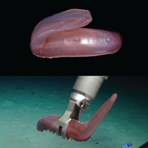 A purple long-tailed sea cucumber, Psychropotes buglossa