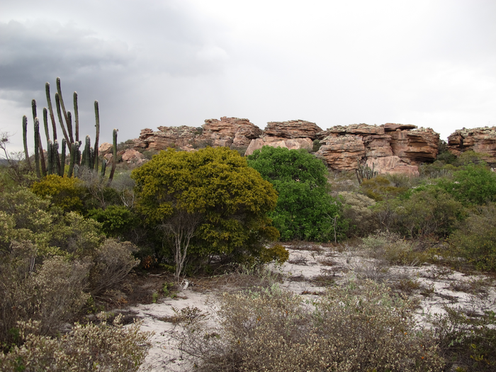 Vegetation in the Caatinga, Brazil