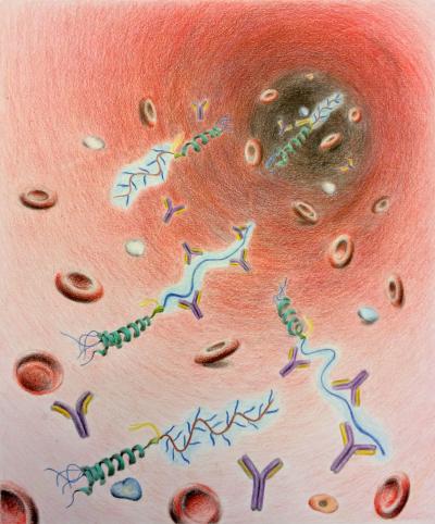 PEG Antibodies in Bloodstream