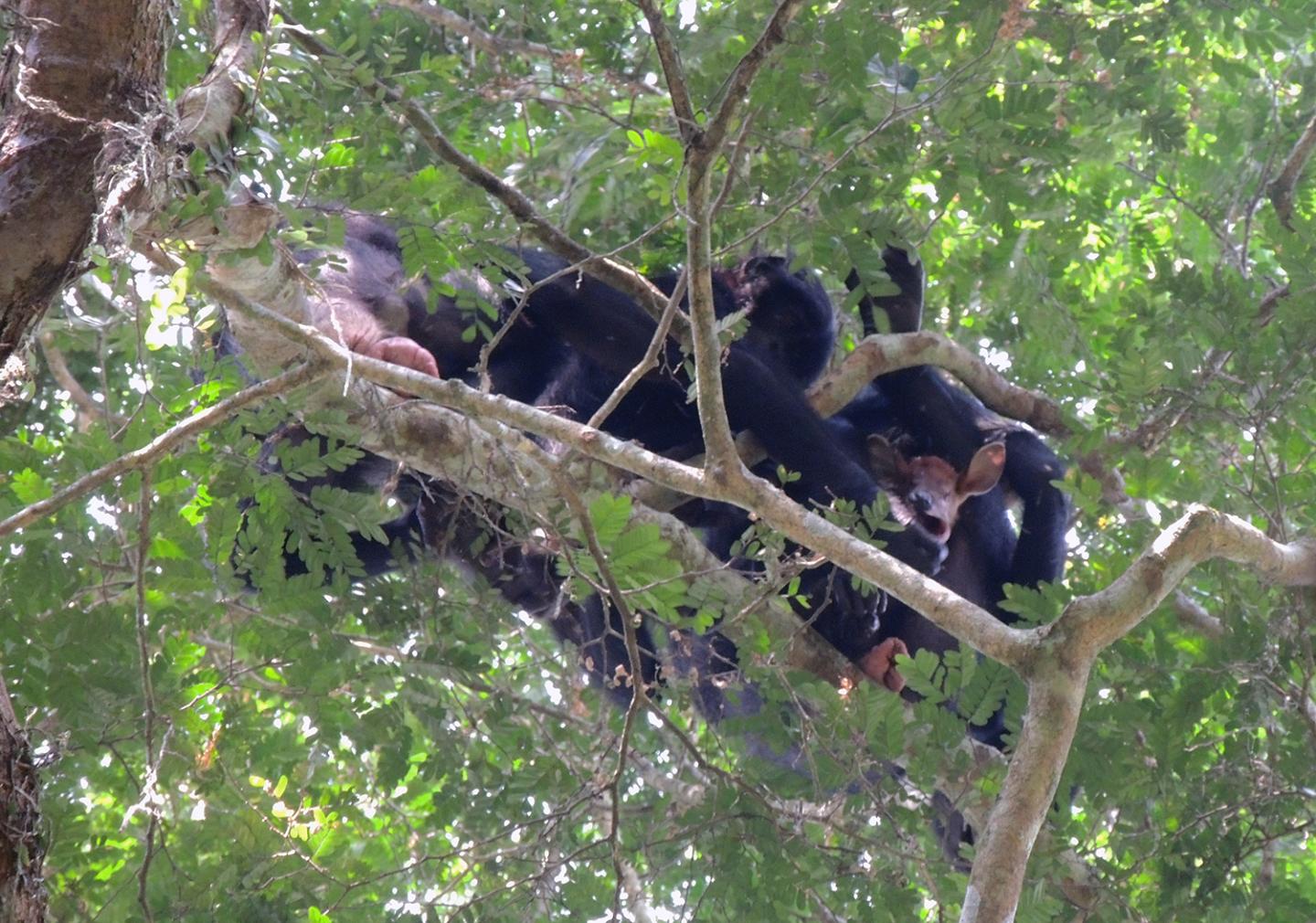 Bonobos With Their Prey [IMAGE] EurekAlert! Science News Releases