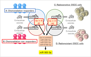 Identification of microRNA involved in radioresistance