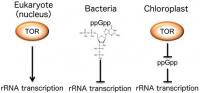 The Two Systems Combine To Regulate Chloroplast rRNA Transcription