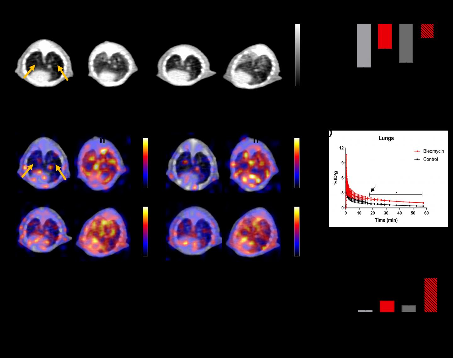 PET and CT images of lung fibrosis in a mouse model.