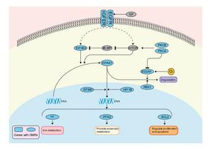 DNA methylation changes between Tibetan and non-Tibetan groups were enriched around genes in hypoxia-inducible pathway.