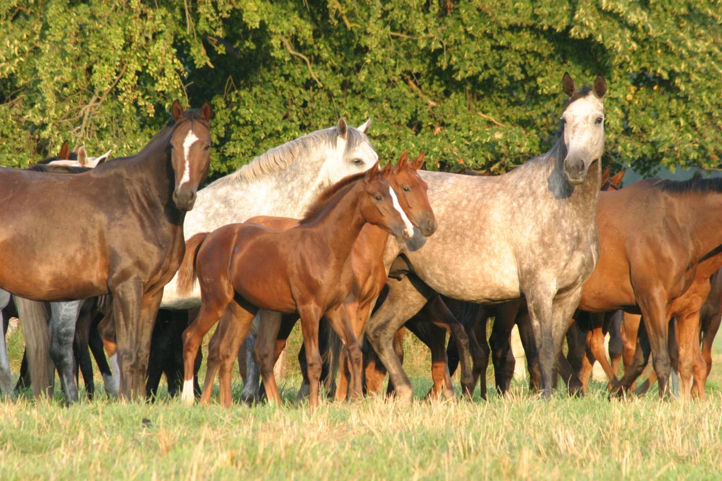Mare's Influences on Offspring
