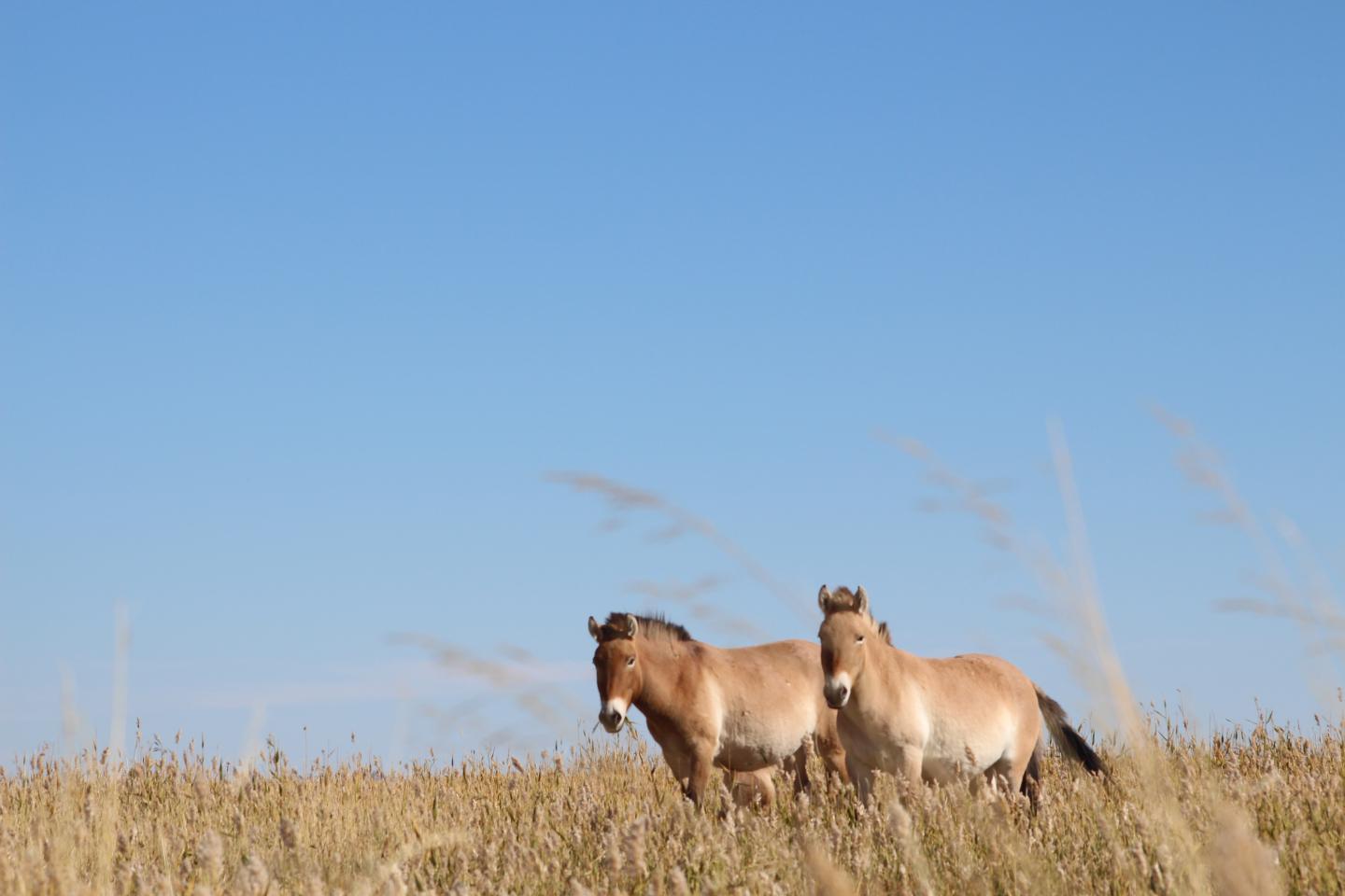 Przewalski's Horses