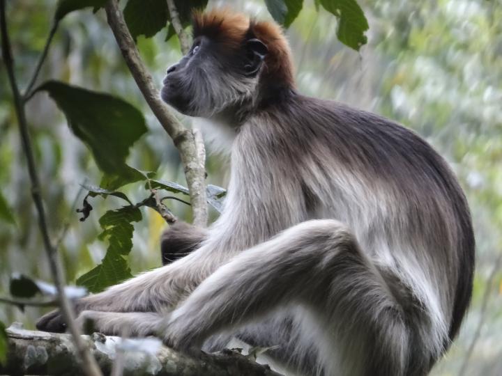 Red Colobus Monkey in Forest near Kibale, Uganda