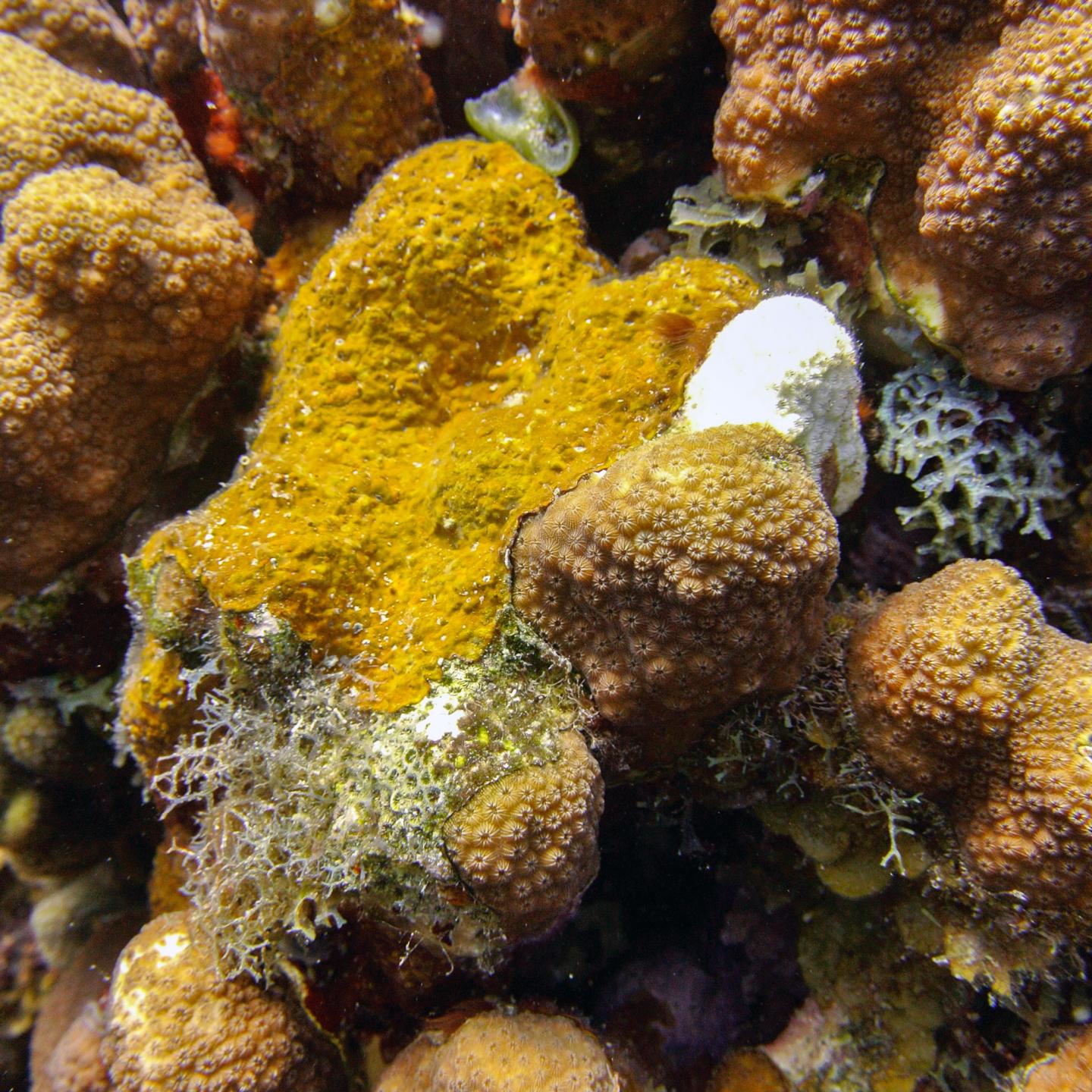 Algal Crusts on Tektite Reef