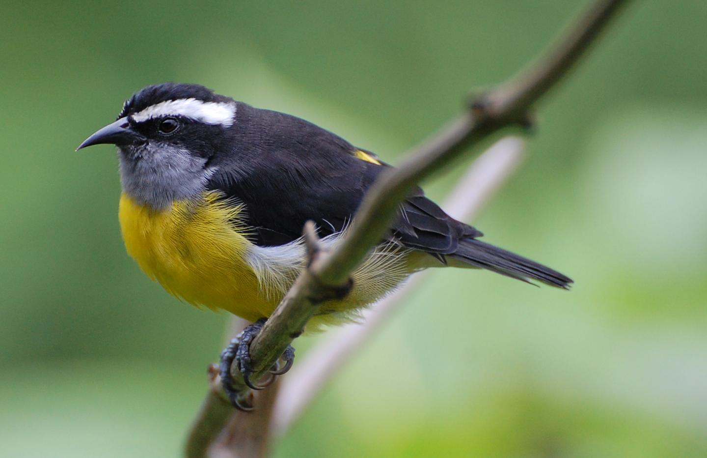 Bananaquit