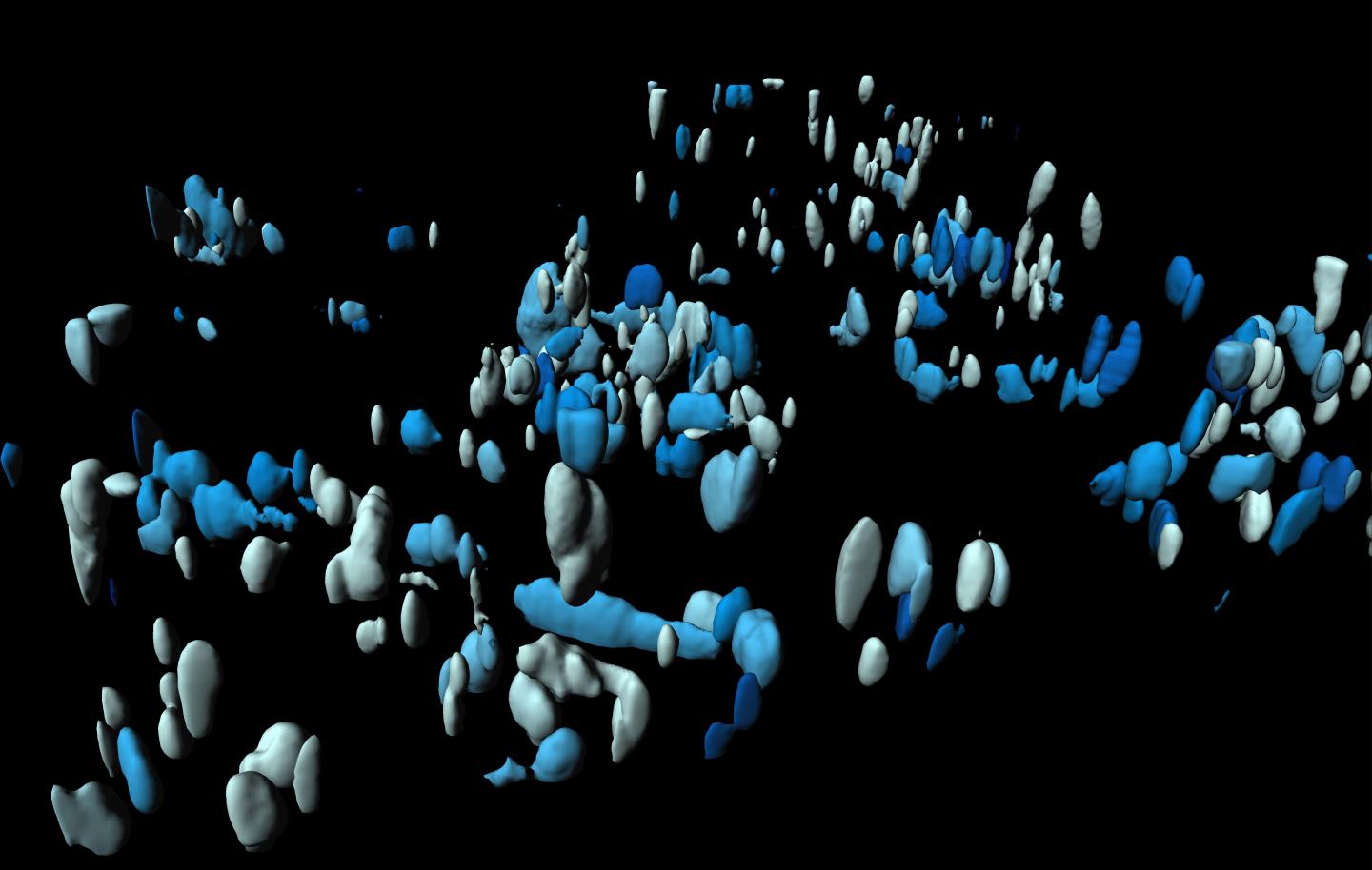 3-D Fluorescent Image of Leishmaniasis Parasites Growing in Culture